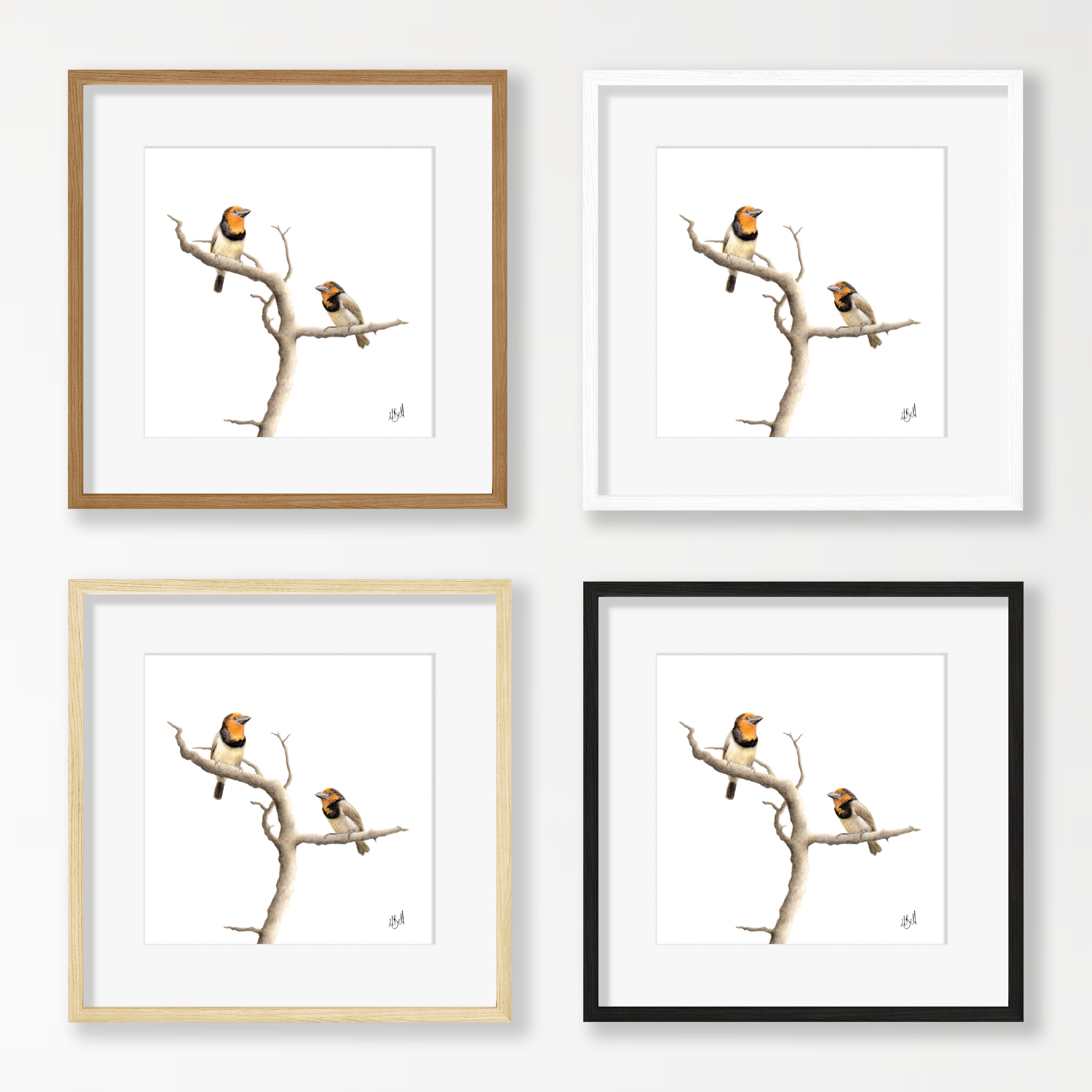 Black Collared Barbets - BCB
