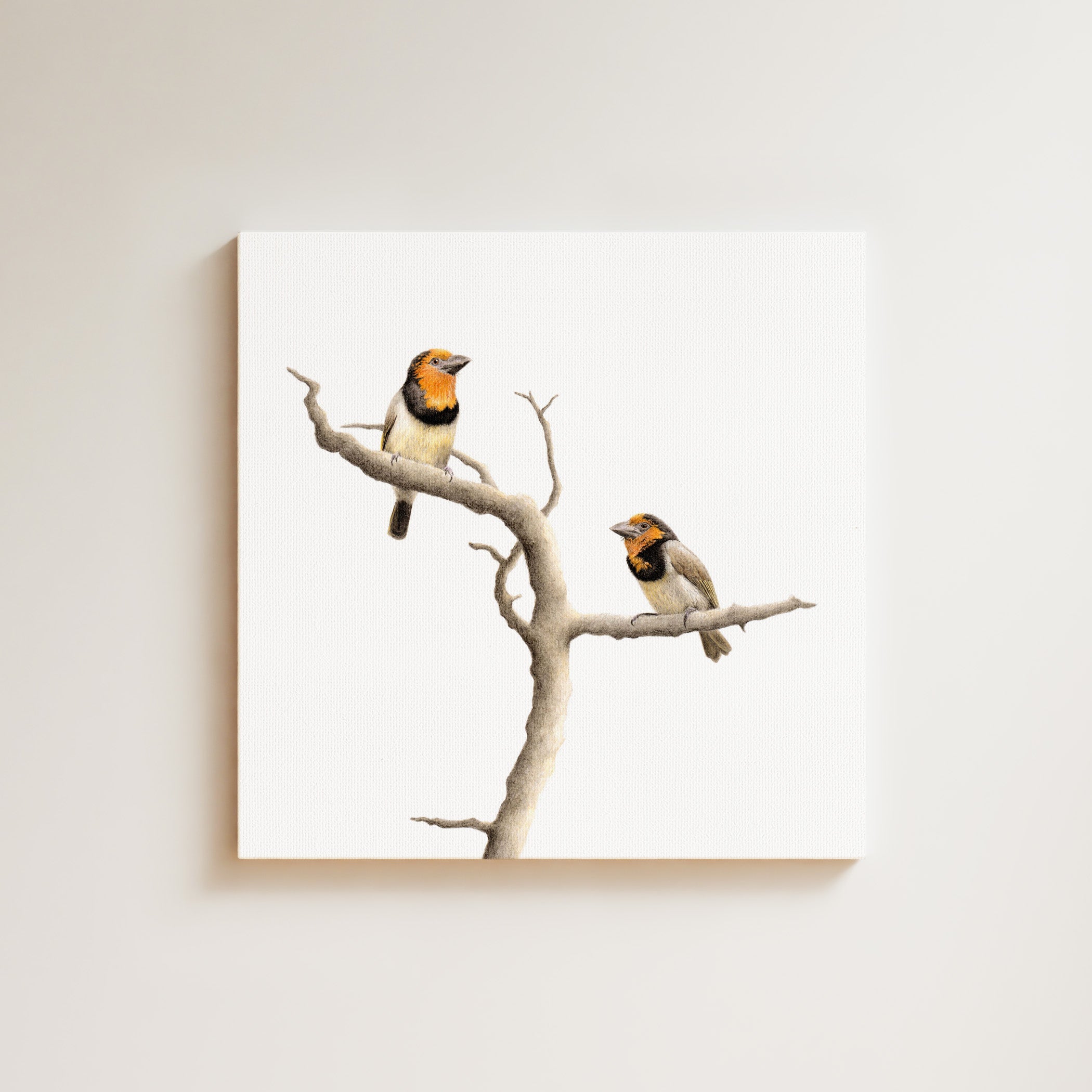Black Collared Barbets drawing on canvas by South African wildlife artist Matthew Bell