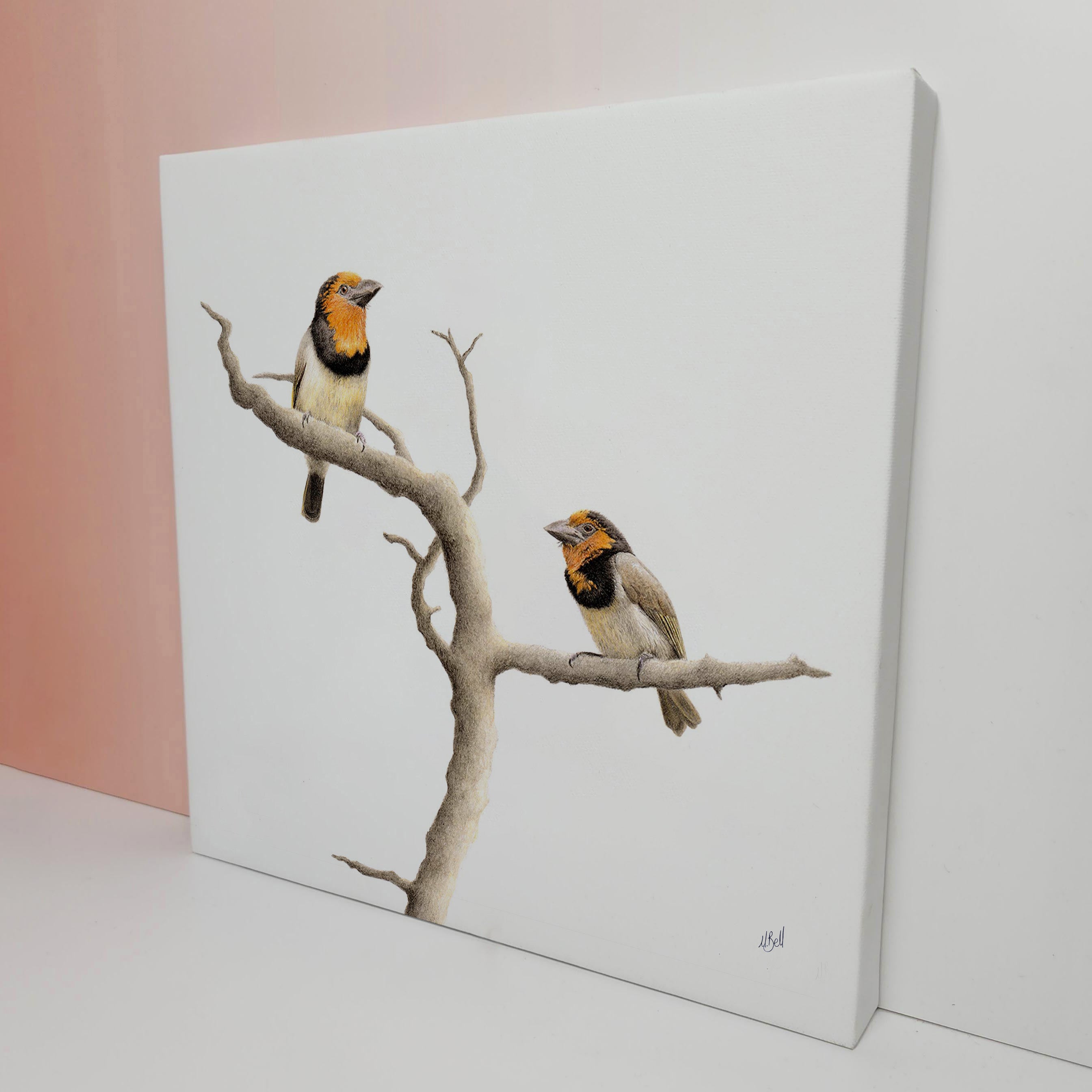 Stretched canvas South African bird artwork of a pair of Black Collared Barbets in the Lowveld