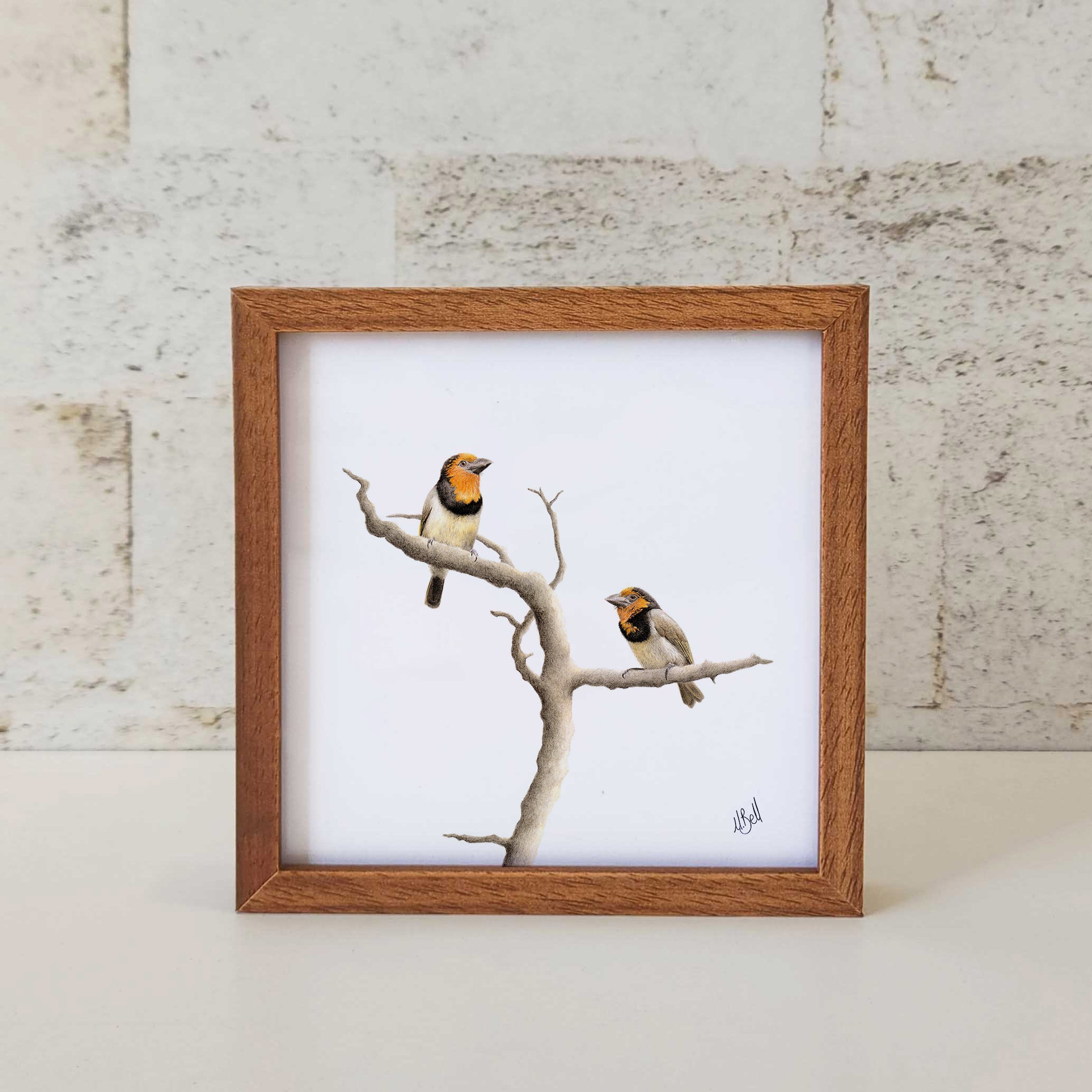 Kiaat wood framed miniature artwork of a Black Collared Barbets, part of wildlife artist Matthew Bell's birds of South Africa gallery