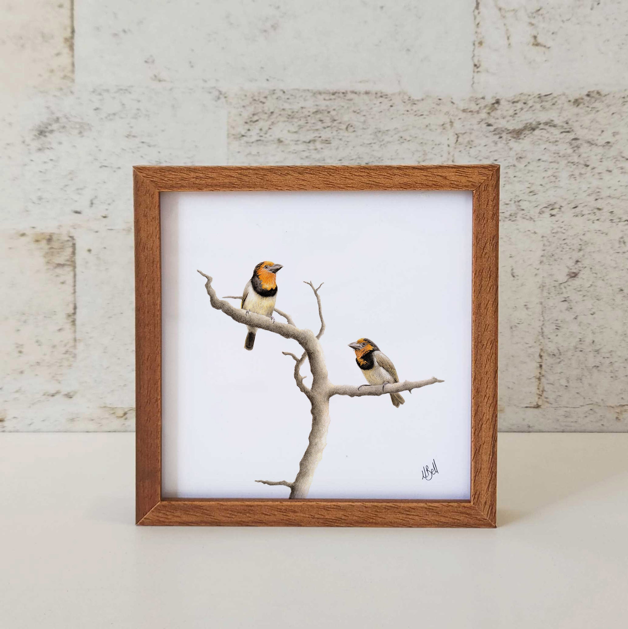 Black Collared Barbets wood framed bird art print