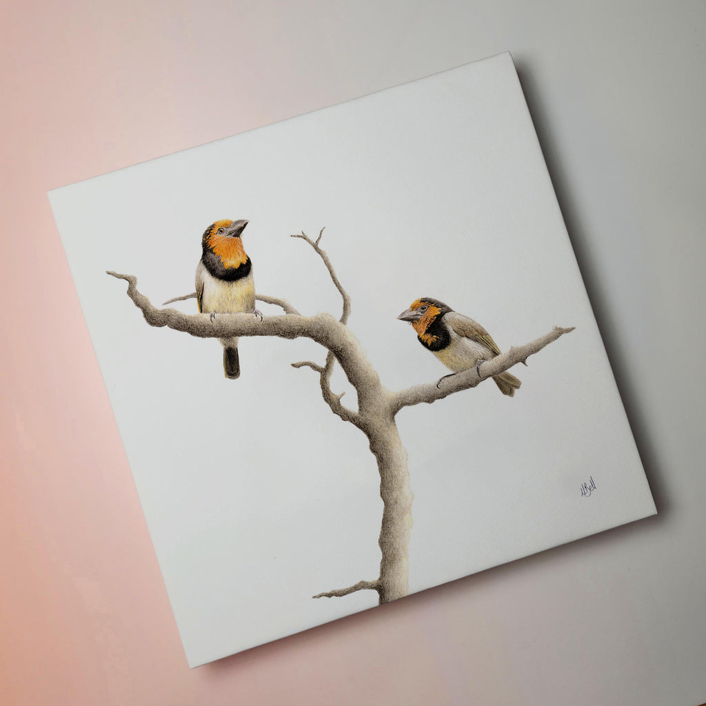 Stretched canvas South African bird artwork of a pair of Black Collared Barbets in the Lowveld