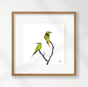 Blue Cheeked Bee Eaters - BCBE
