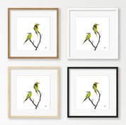Blue Cheeked Bee Eaters - BCBE