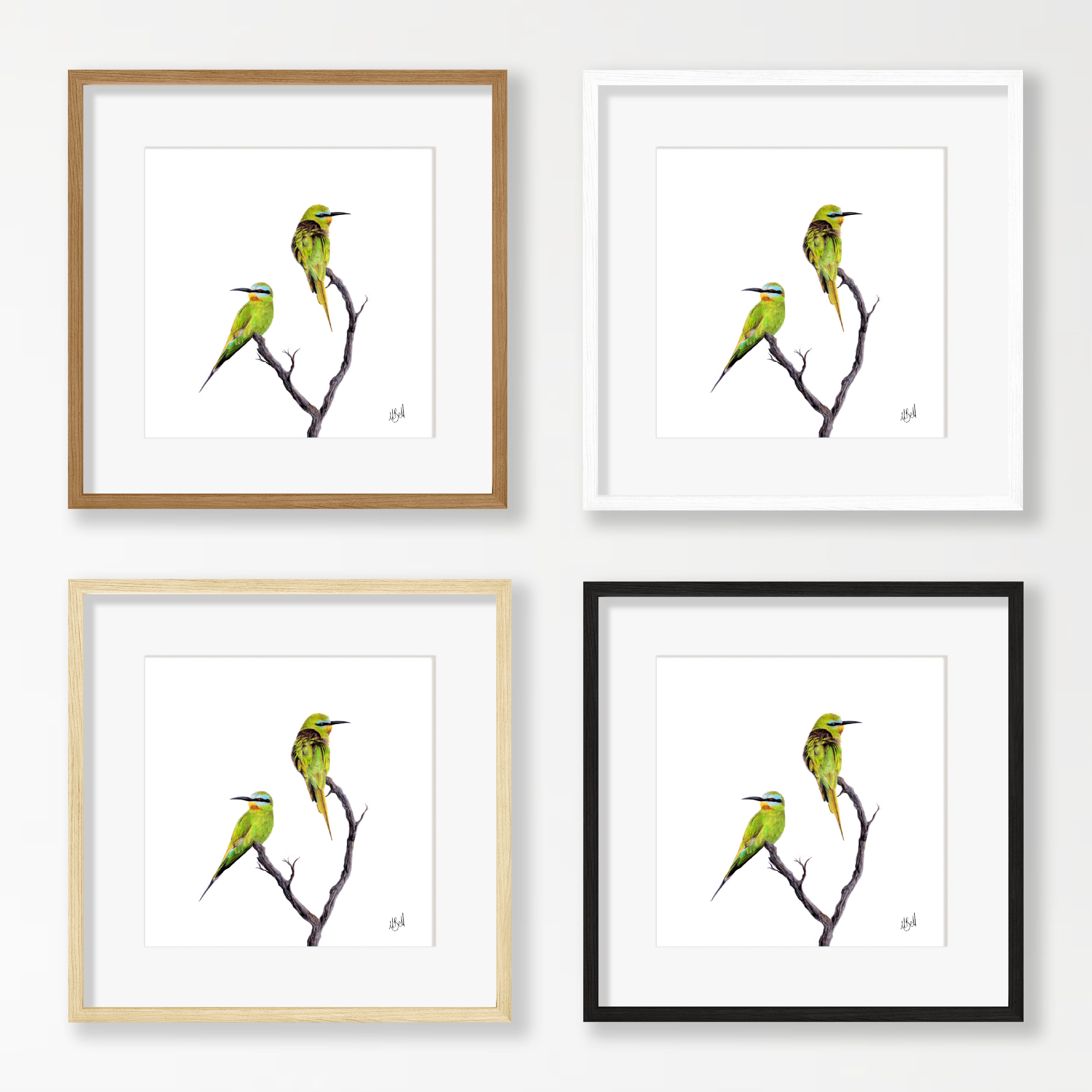 Blue Cheeked Bee Eaters - BCBE