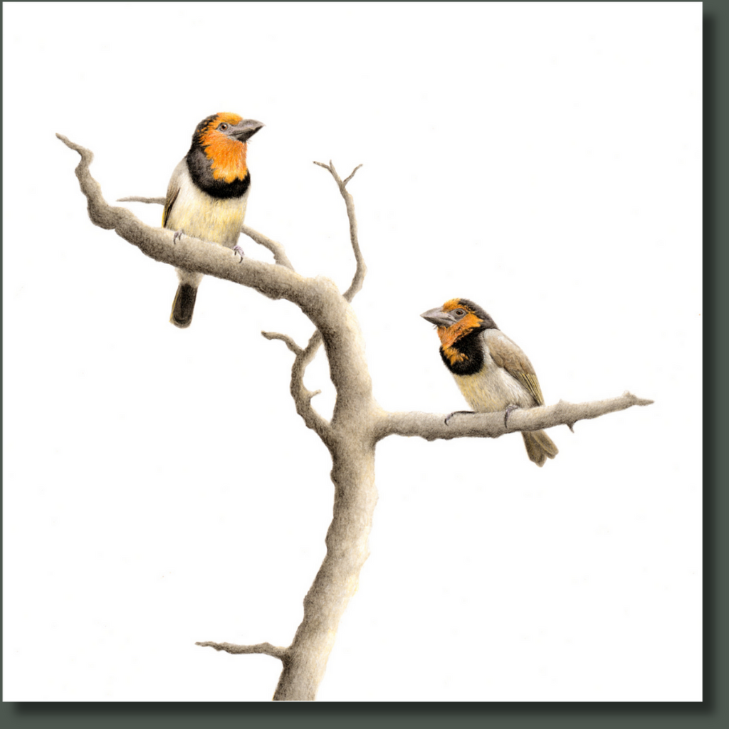 Stretched canvas South African bird artwork of a pair of Black Collared Barbets in the Lowveld