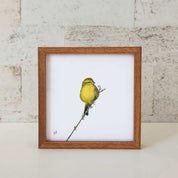 Brimstone Canary - BCN