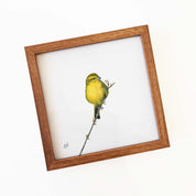 Brimstone Canary - BCN