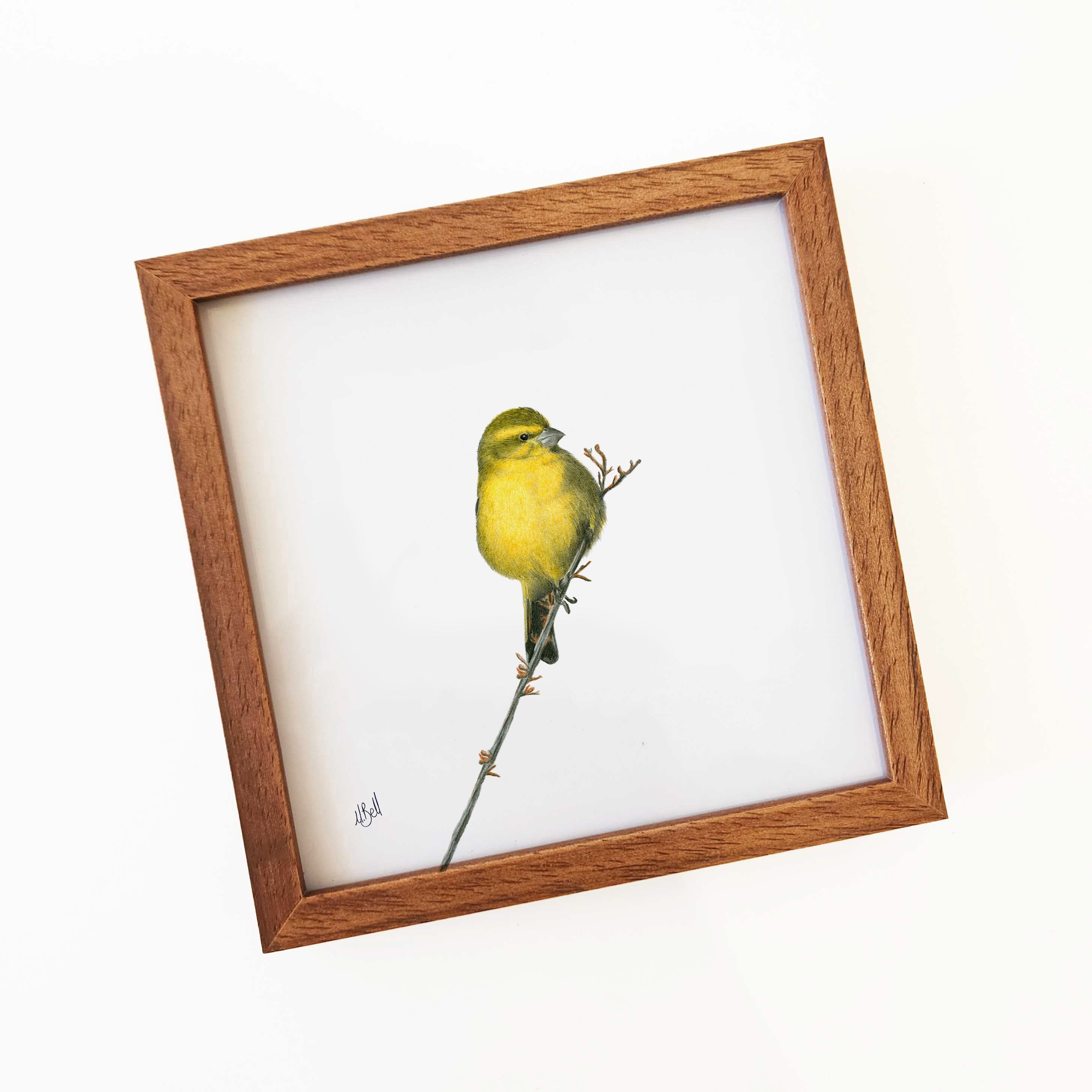 Brimstone Canary - BCN