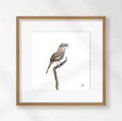 Black Crowned Tchagra - BCT