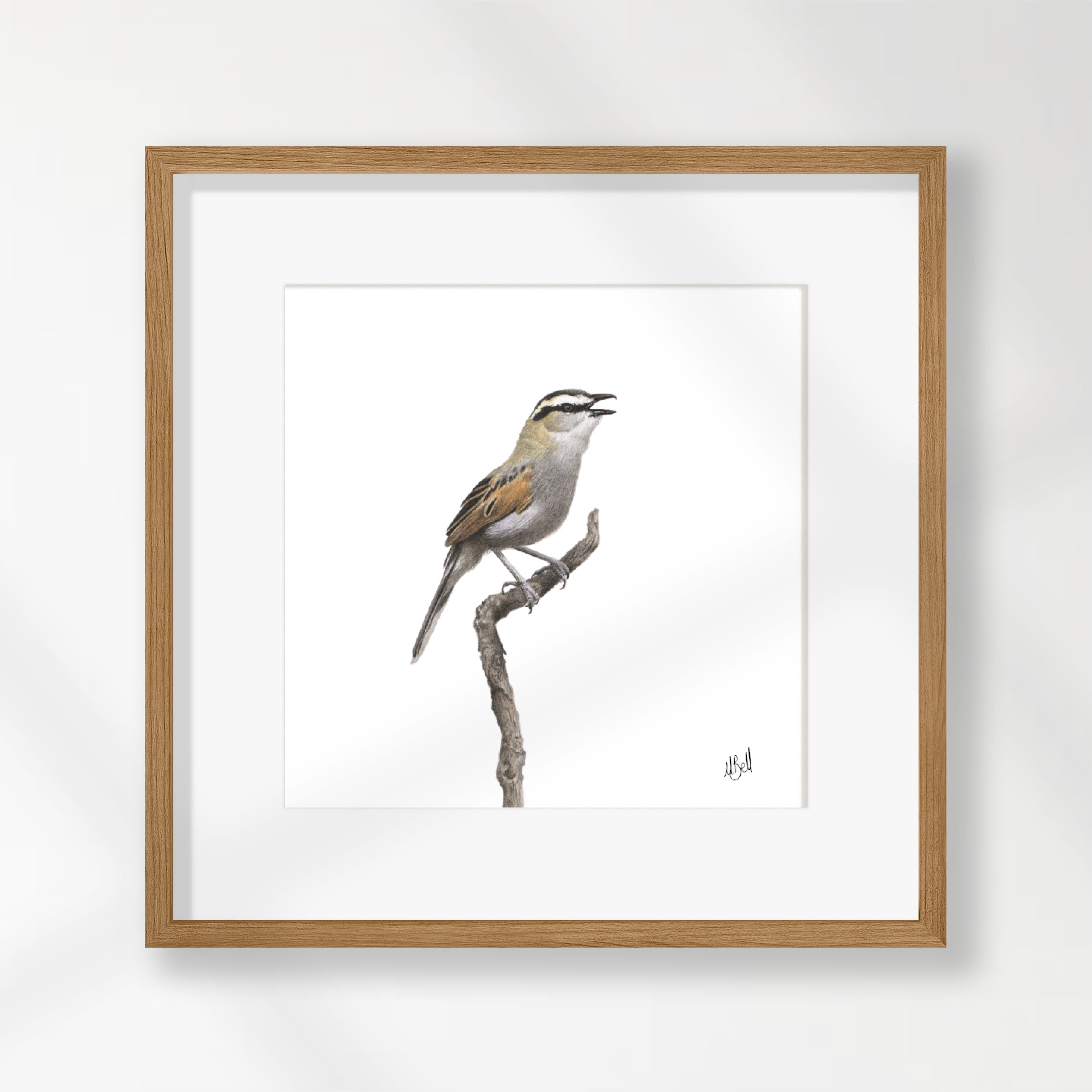 Black Crowned Tchagra - BCT