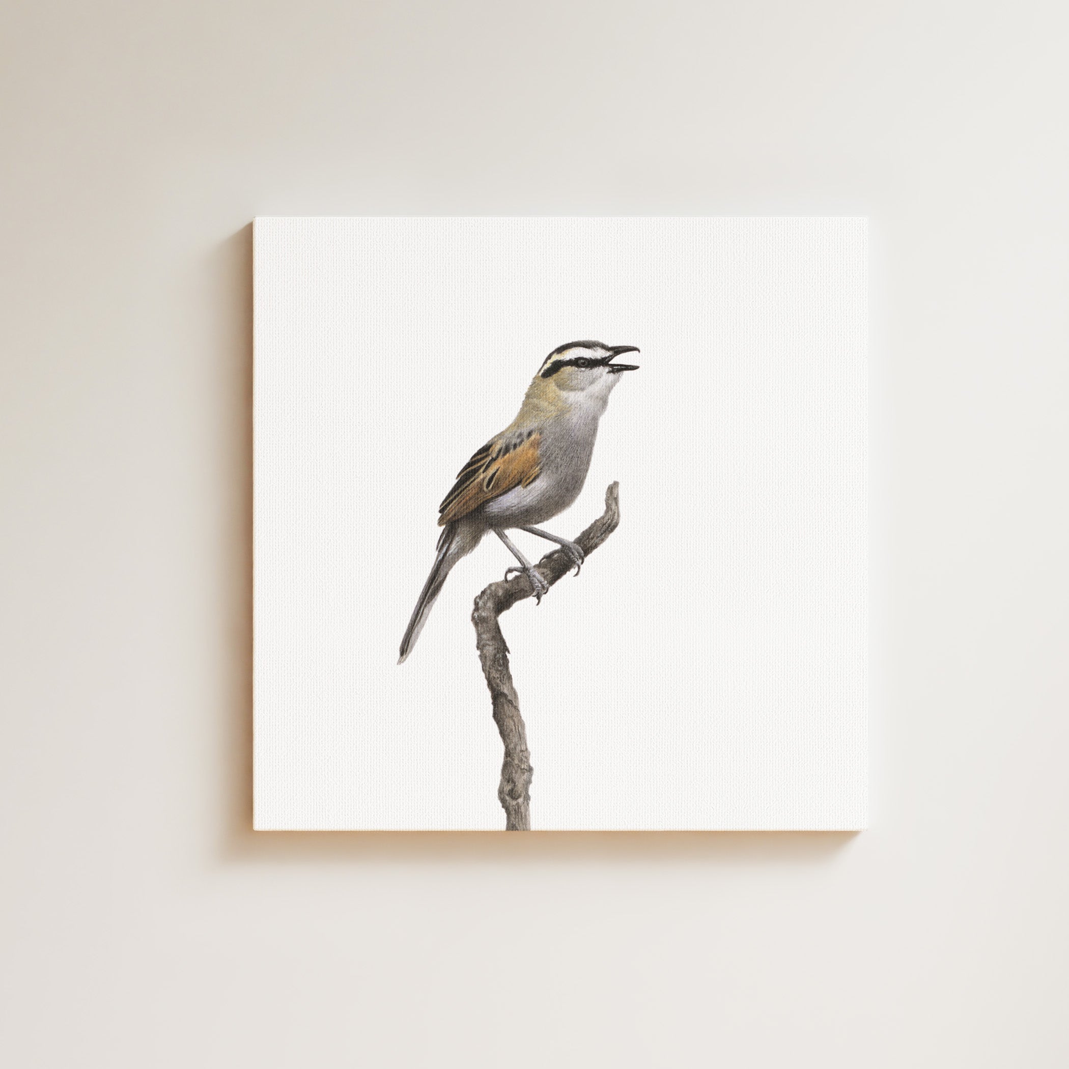Black Crowned Tchagra drawing on canvas by South African wildlife artist Matthew Bell
