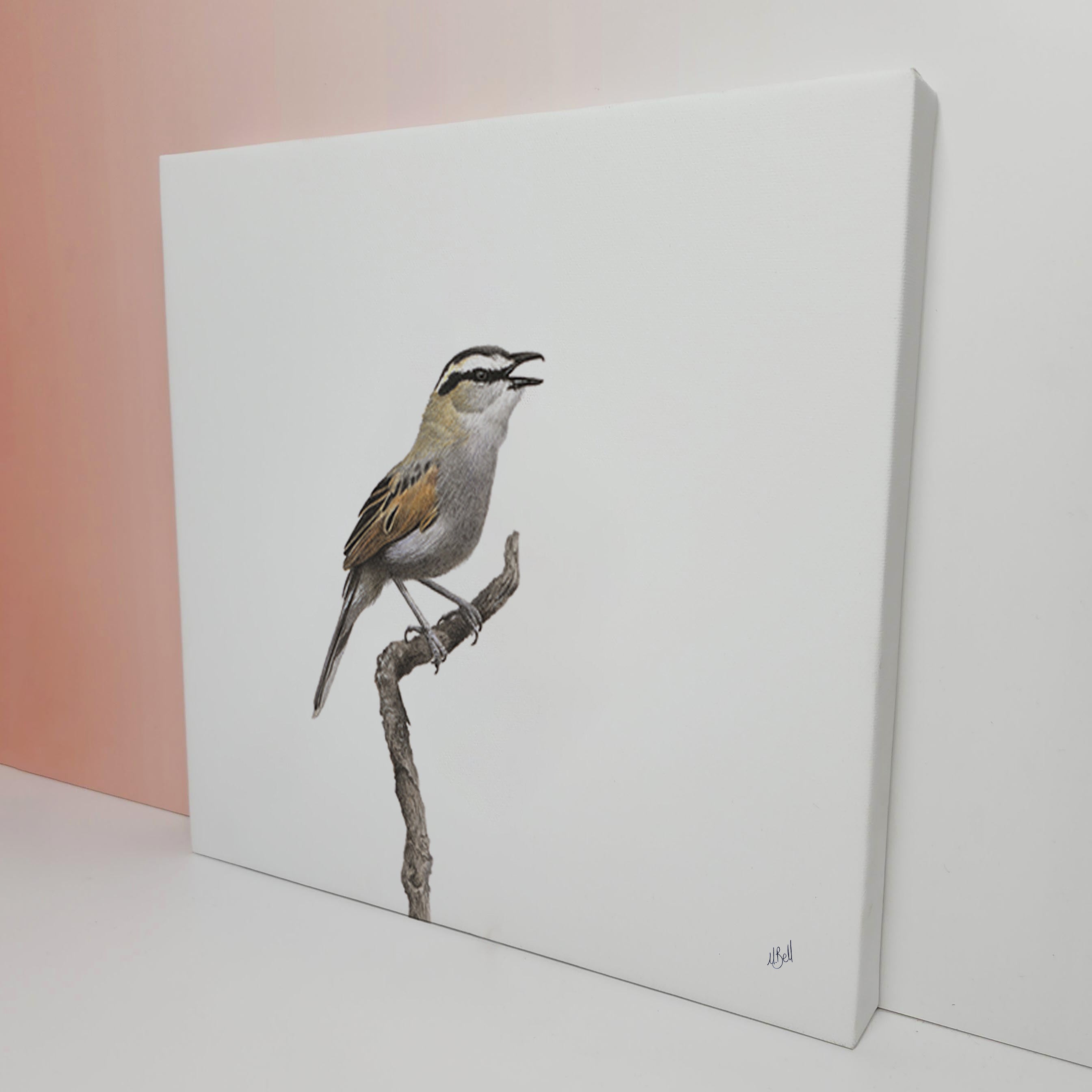 Black Crowned Tchagra bird artwork by Matthew Bell on stretched canvas