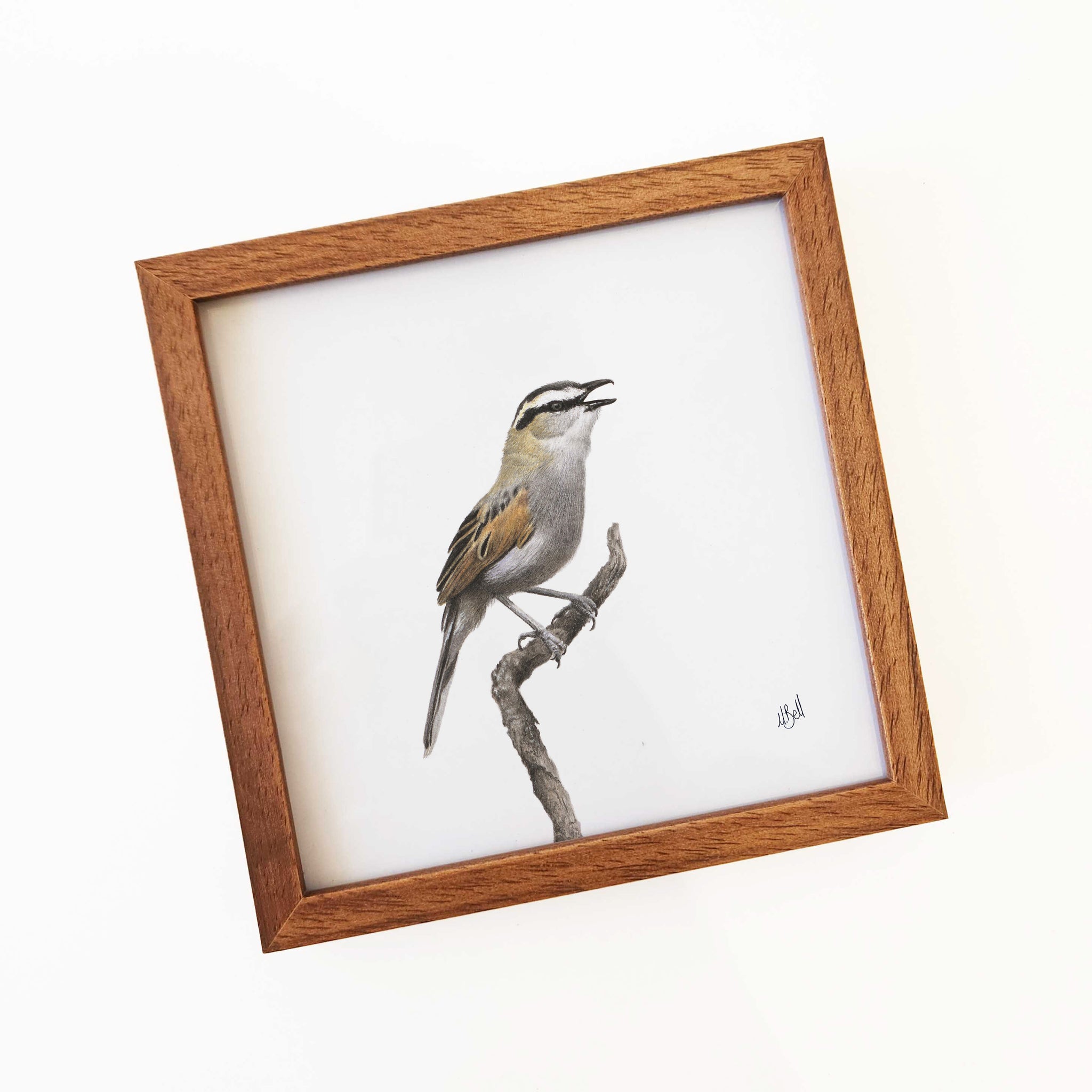 Kiaat wood framed miniature artwork of a Black Crowned Tchagra, part of wildlife artist Matthew Bell's birds of South Africa gallery