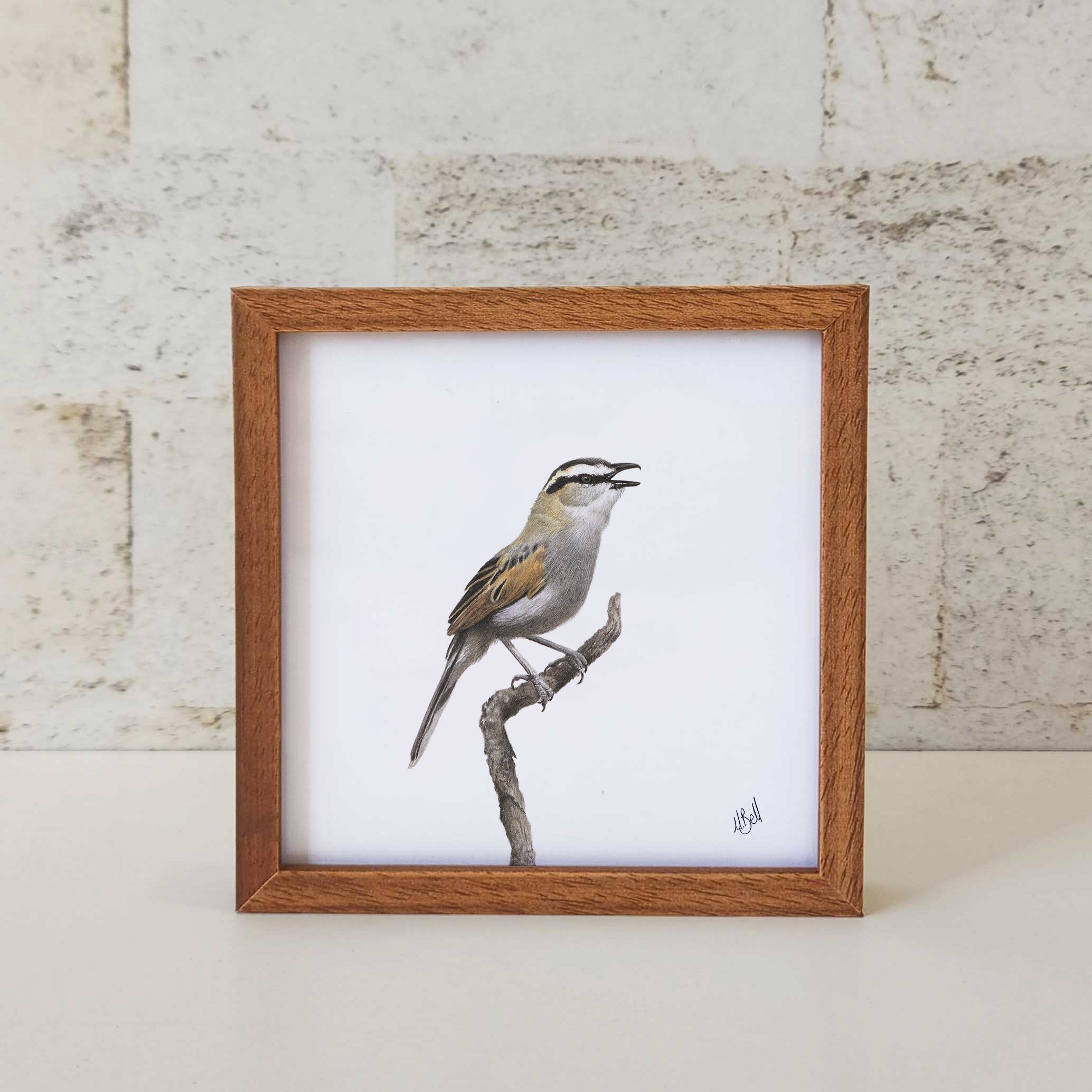 Kiaat wood framed miniature artwork of a Black Crowned Tchagra, part of wildlife artist Matthew Bell's birds of South Africa gallery