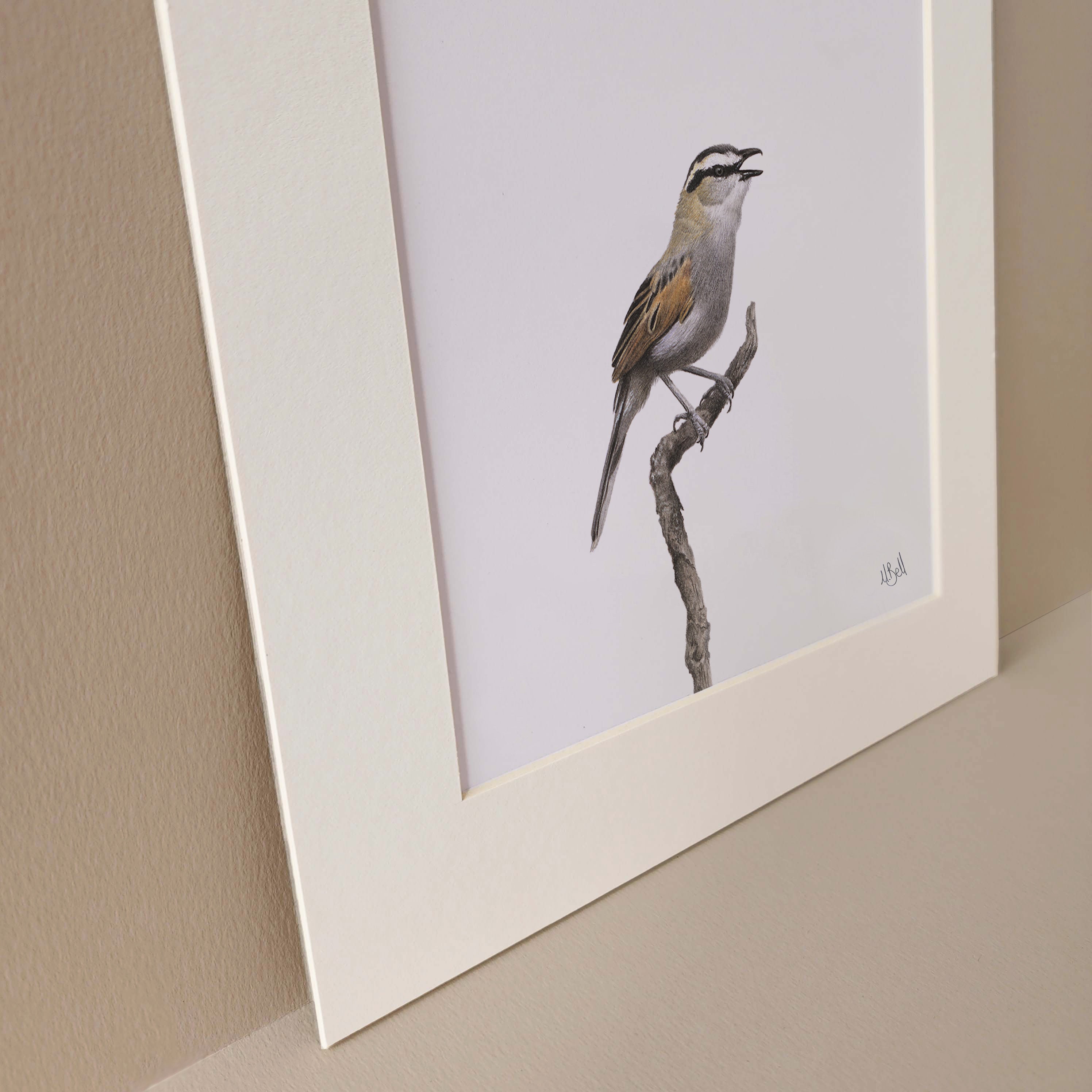 Black Crowned Tchagra original South African bird art