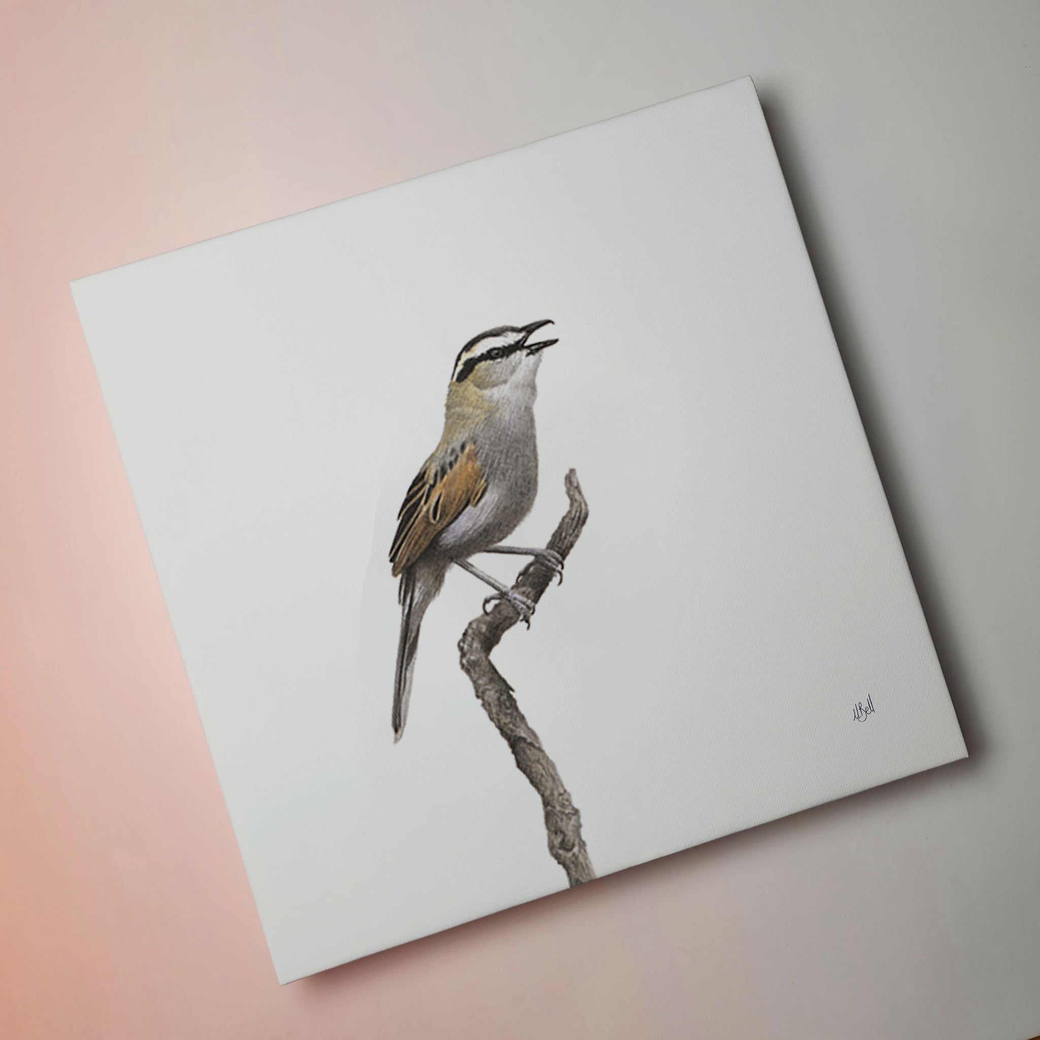 Black Crowned Tchagra bird artwork by Matthew Bell on stretched canvas