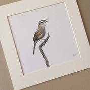 Black Crowned Tchagra original South African bird art