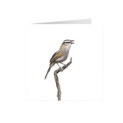 Black Crowned Tchagra Greeting Card - BCT