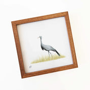 Blue Crane - BC