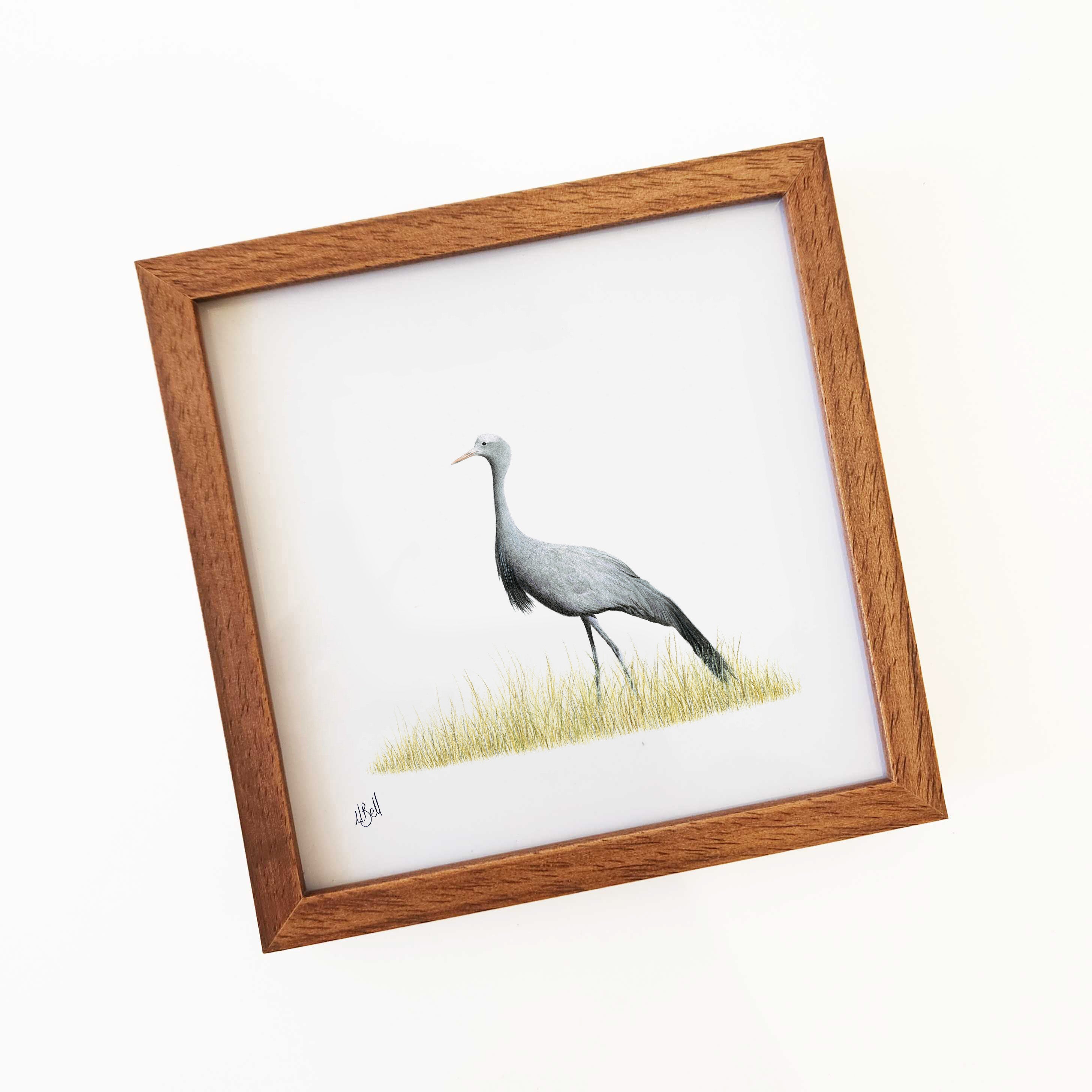 Blue Crane - BC