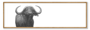 Buffalo Bull Panorama