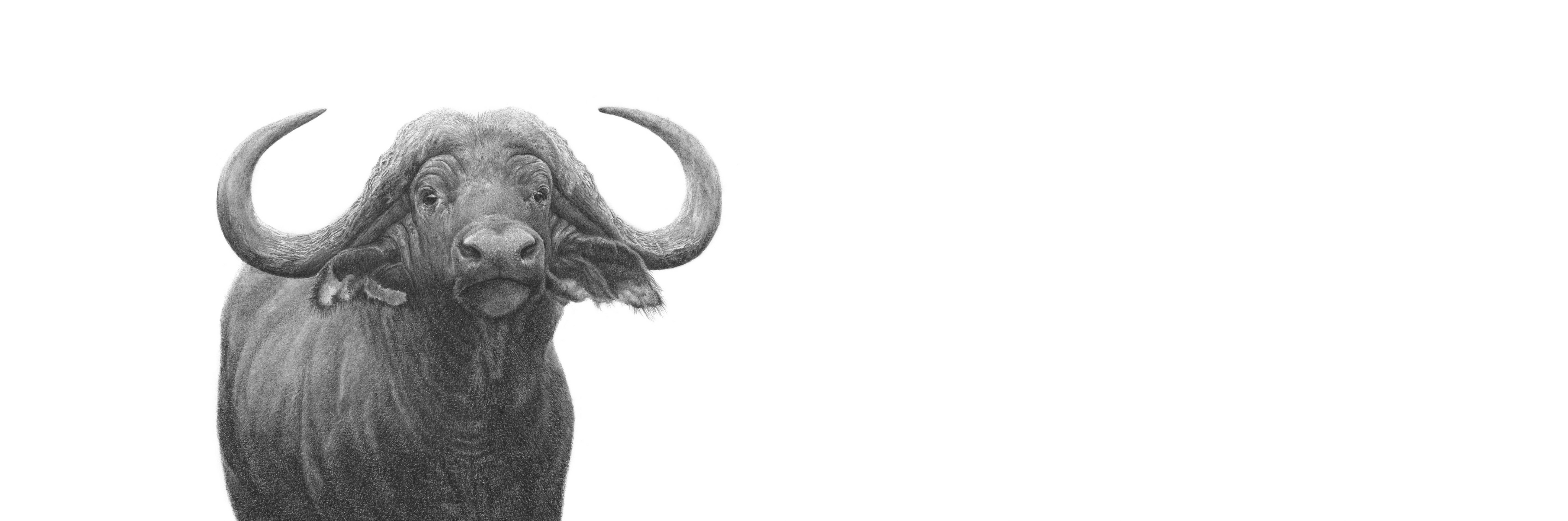 Buffalo Bull Panorama