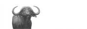 Buffalo Bull Panorama