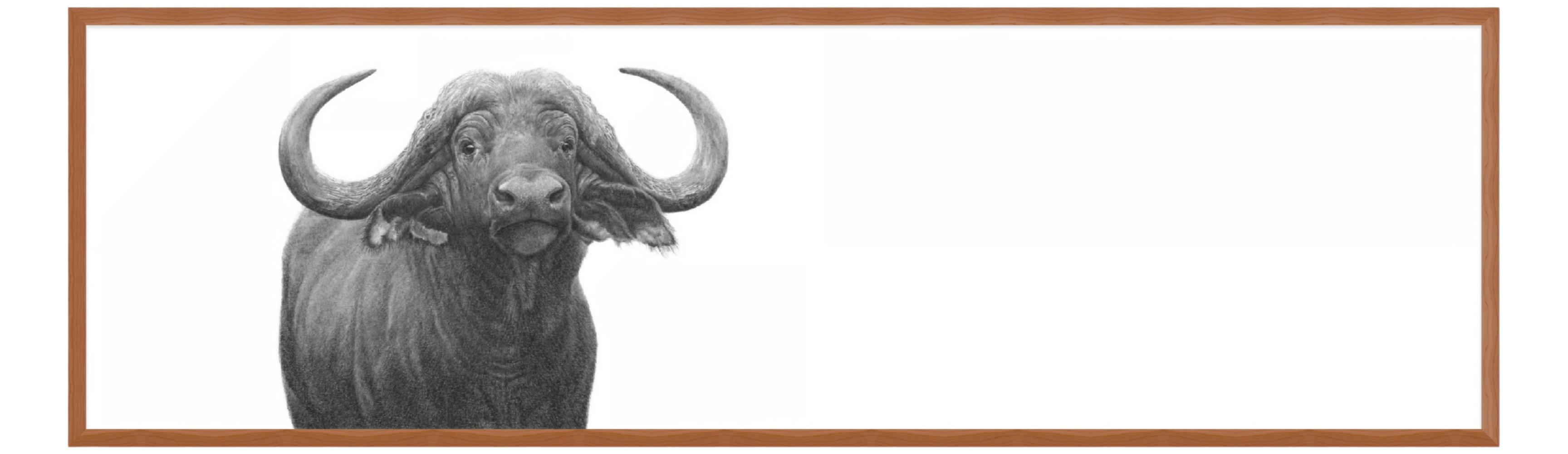 Buffalo Bull Panorama