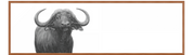 Buffalo Bull Panorama
