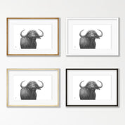 Buffalo Bull - BFL1