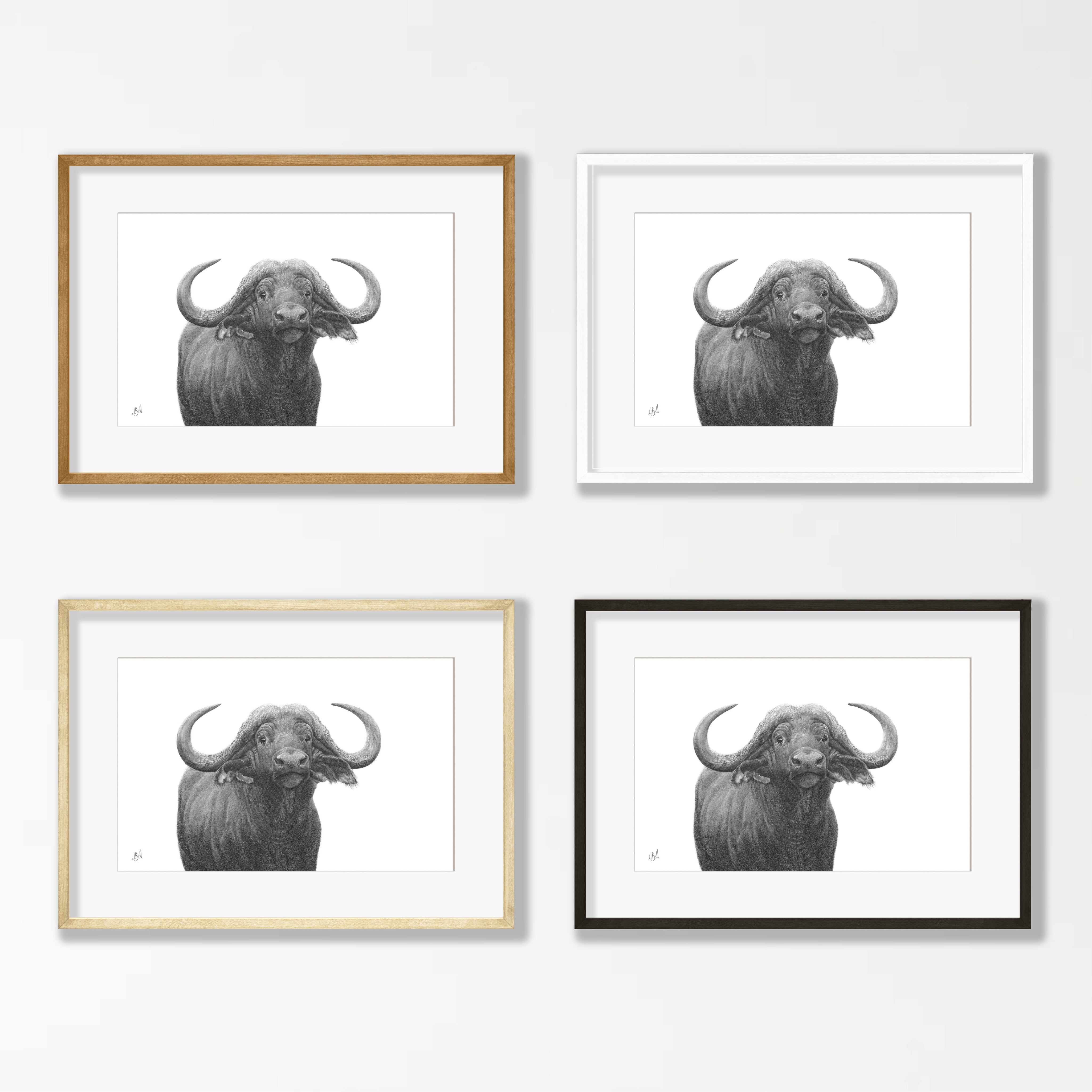 Buffalo Bull - BFL1