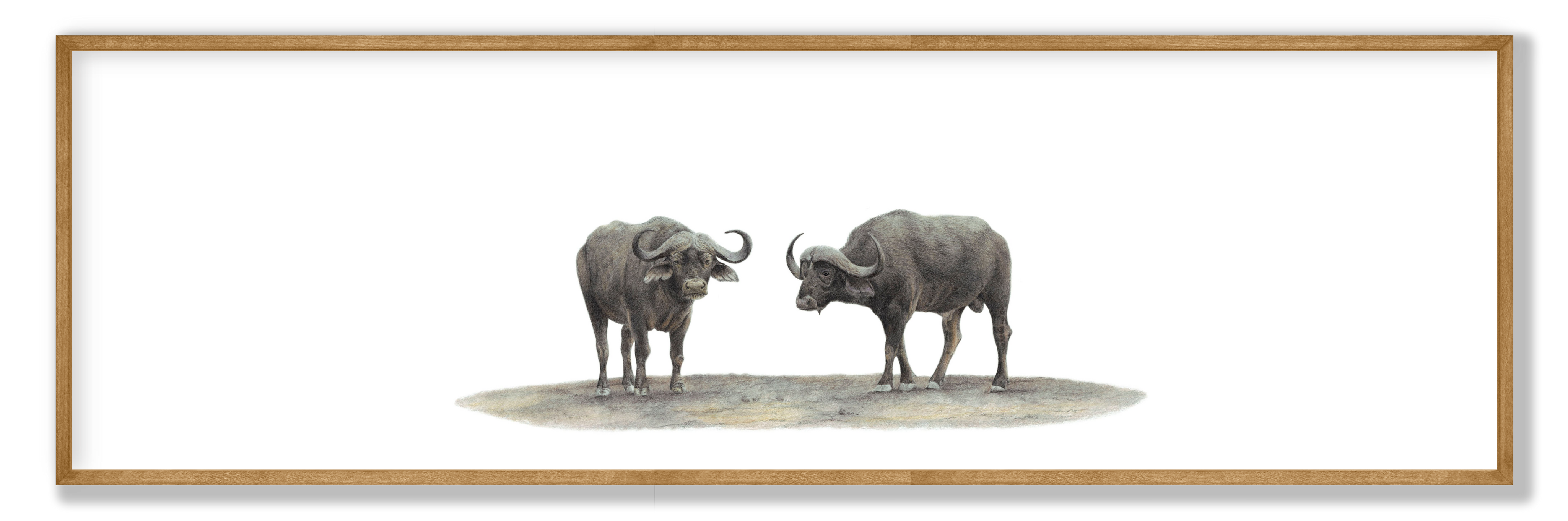 Buffalo Pair Panorama