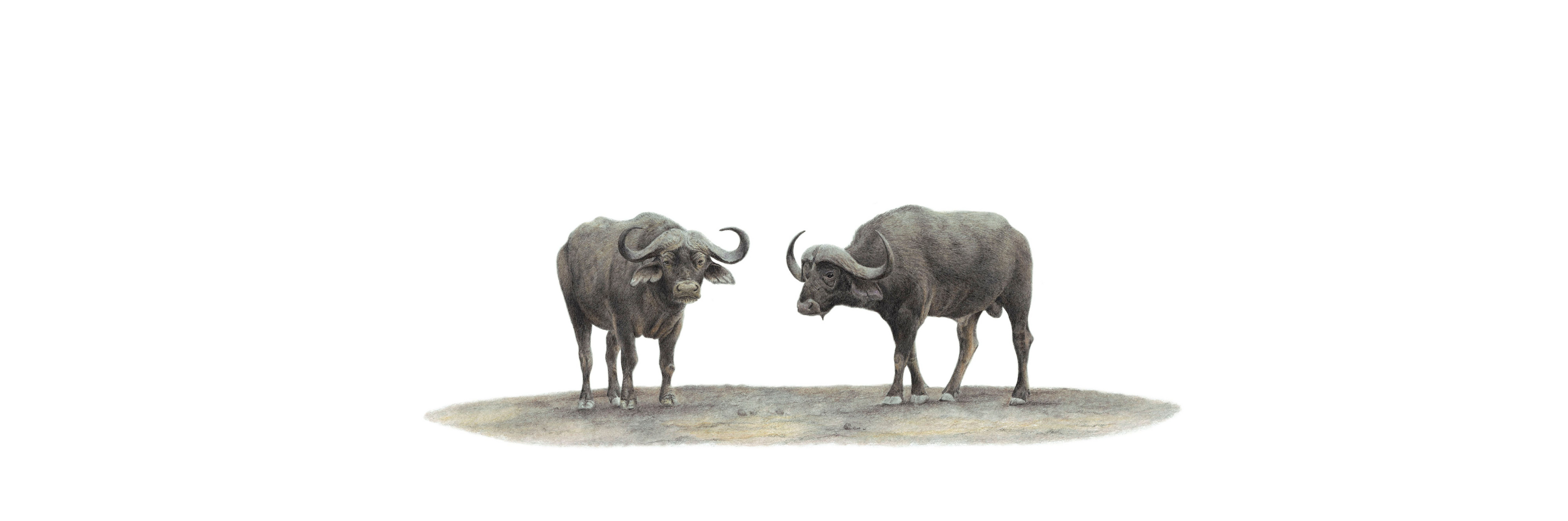 Buffalo Pair Panorama
