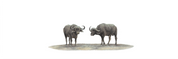 Buffalo Pair Panorama