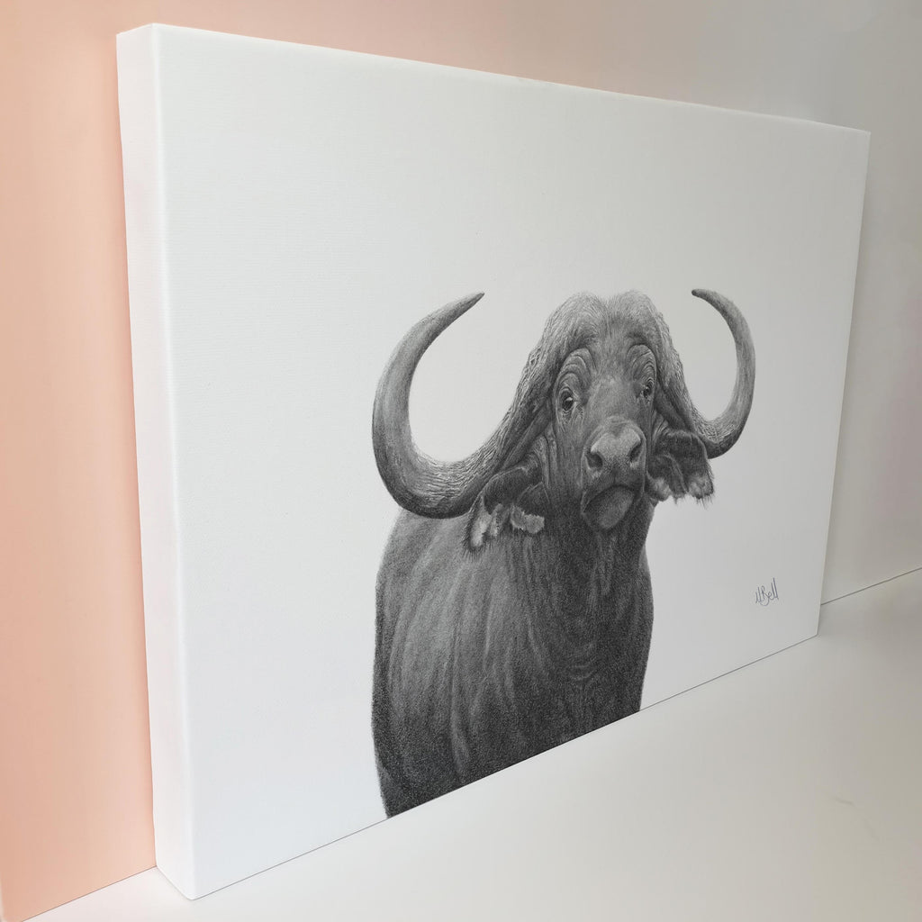 Artwork of a Buffalo Bull in pencil, on canvas by South African wildlife artist Matthew Bell
