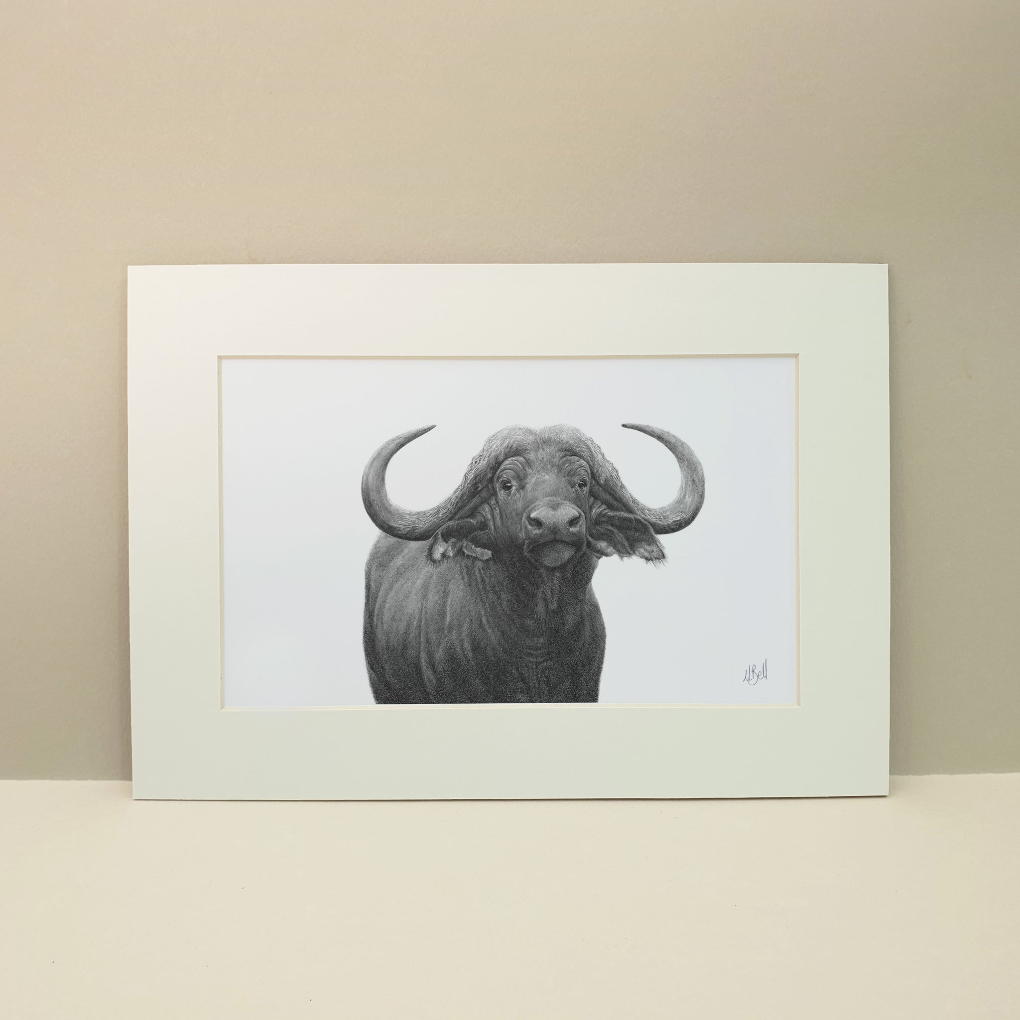 Buffalo Bull portrait
