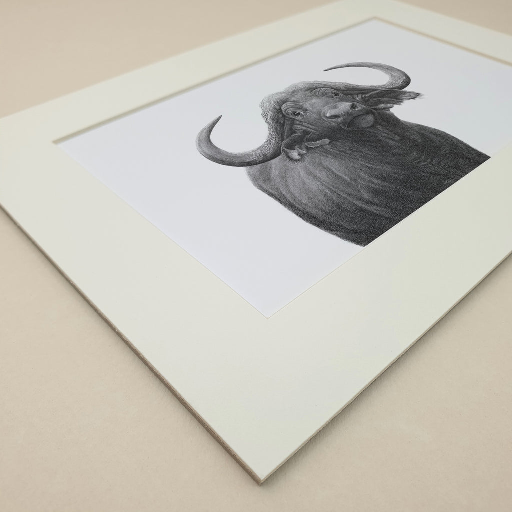 Buffalo Bull portrait