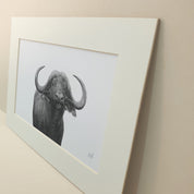 Buffalo Bull portrait