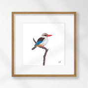 Brown Hooded Kingfisher - BHK