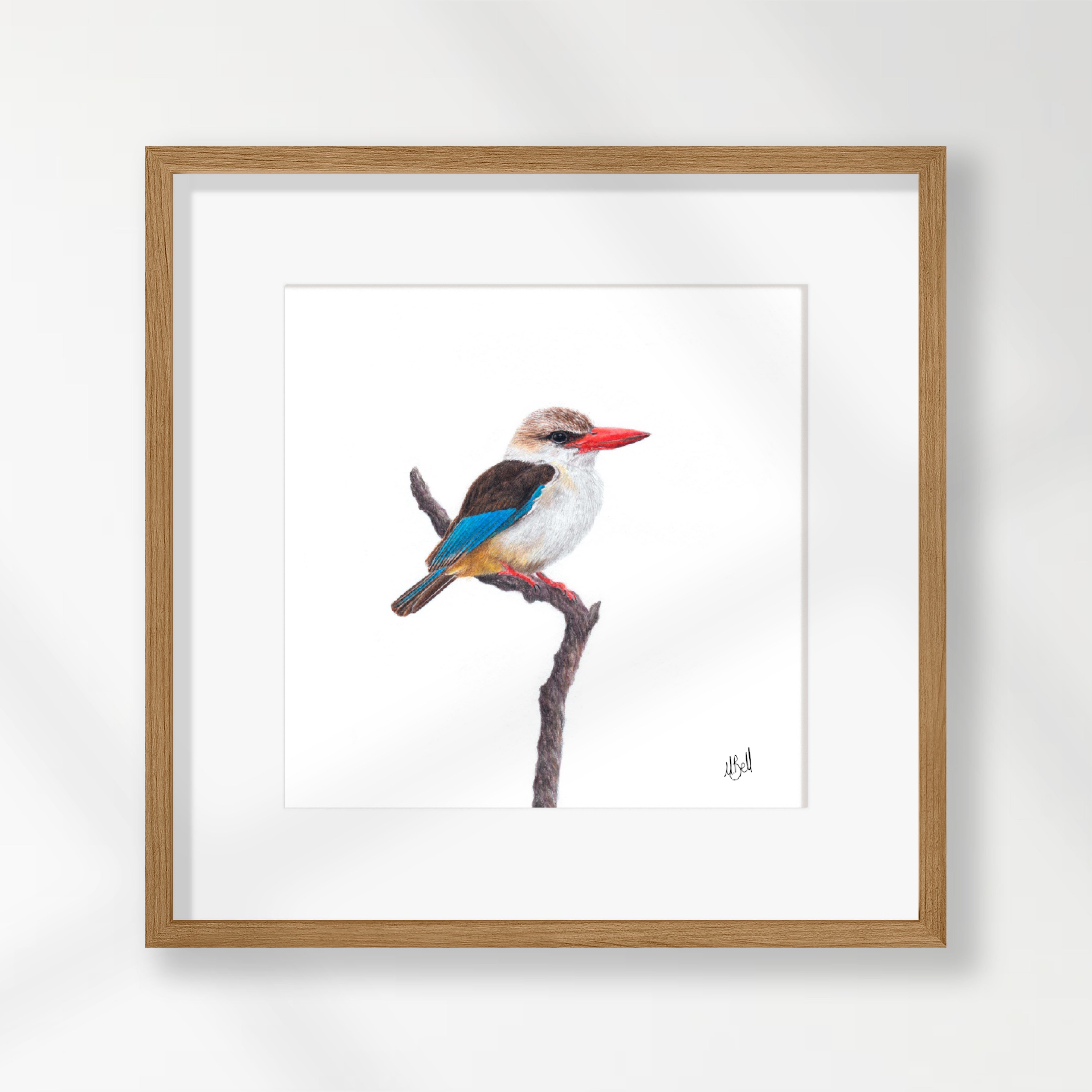 Brown Hooded Kingfisher - BHK