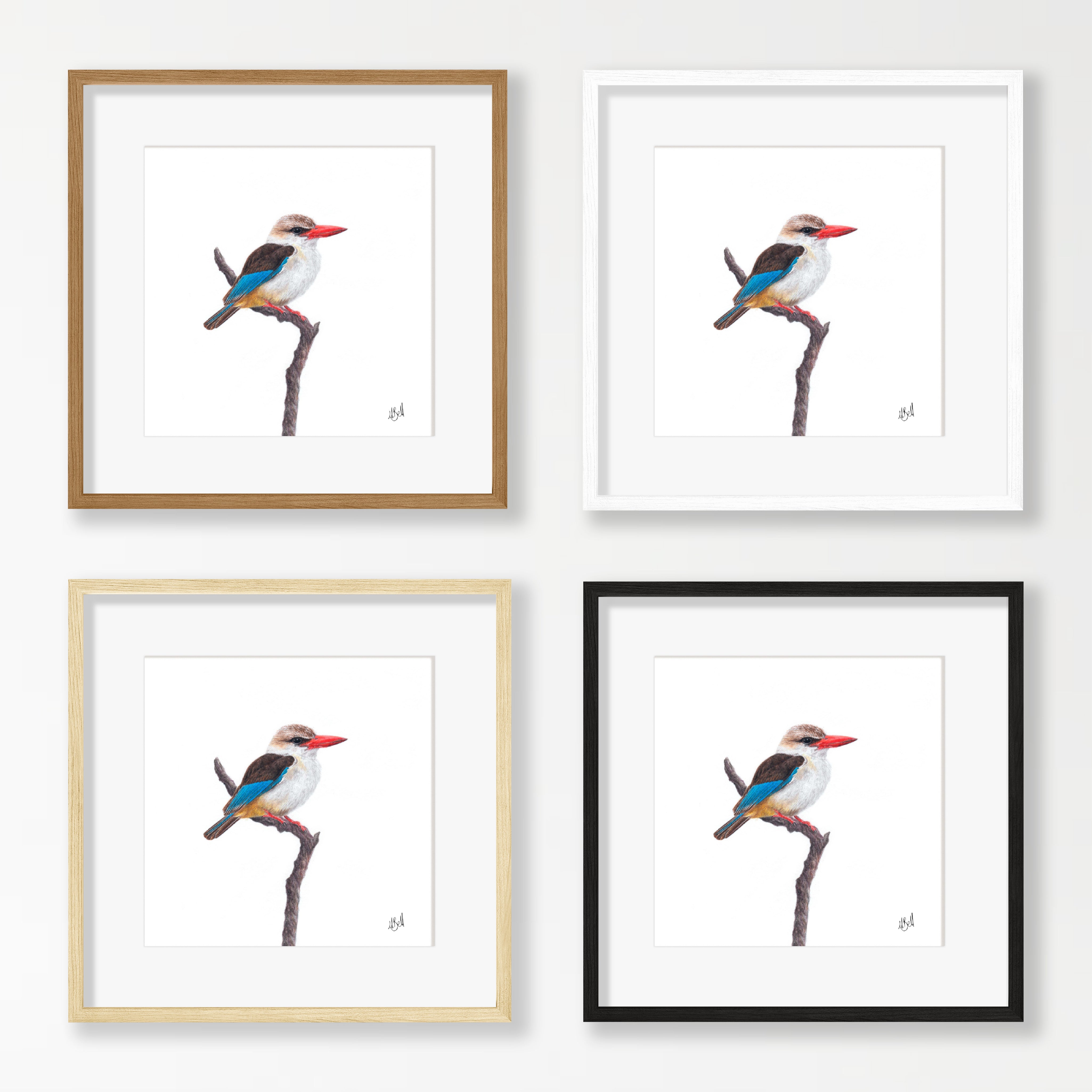 Brown Hooded Kingfisher - BHK