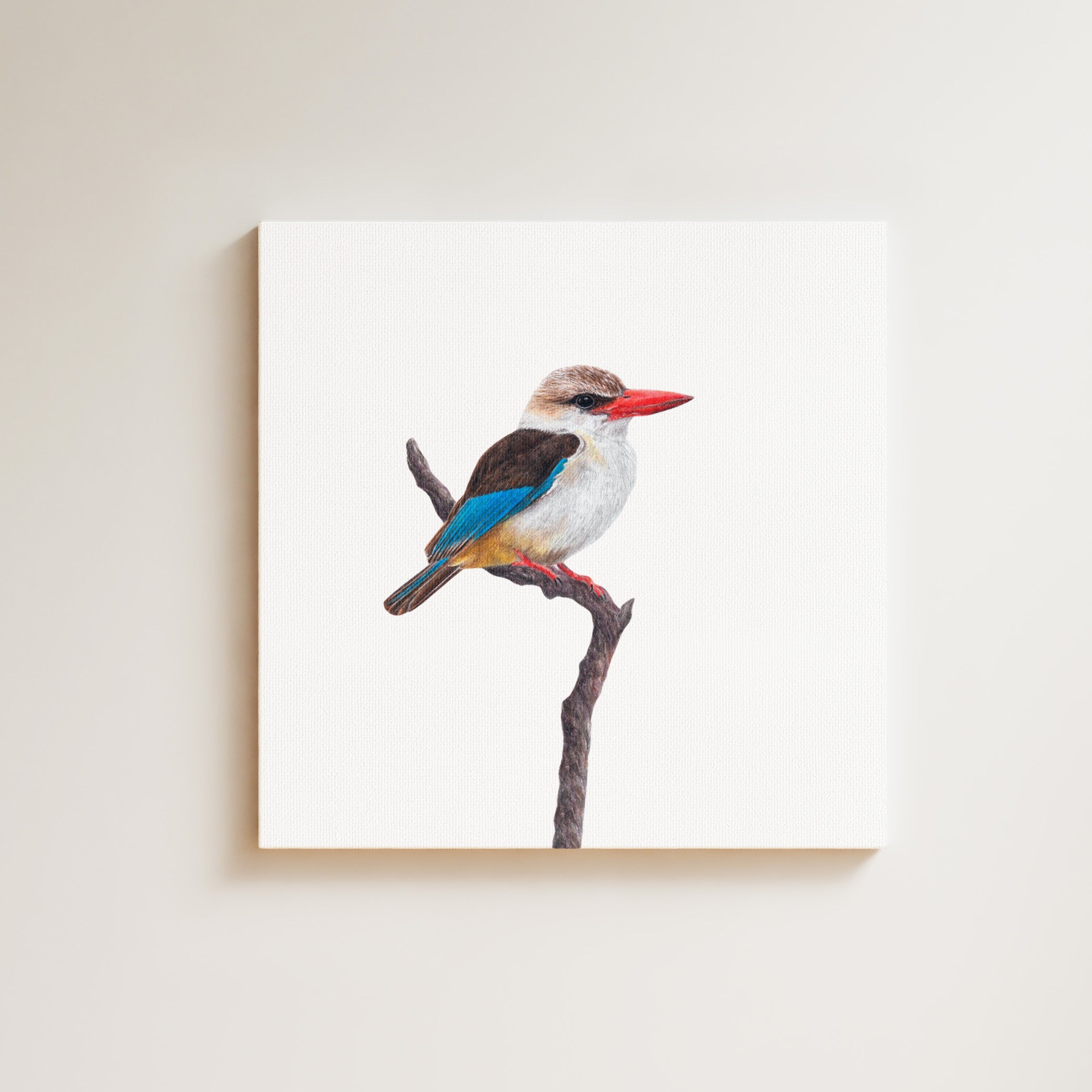 Brown Hooded Kingfisher drawing on canvas by South African wildlife artist Matthew Bell