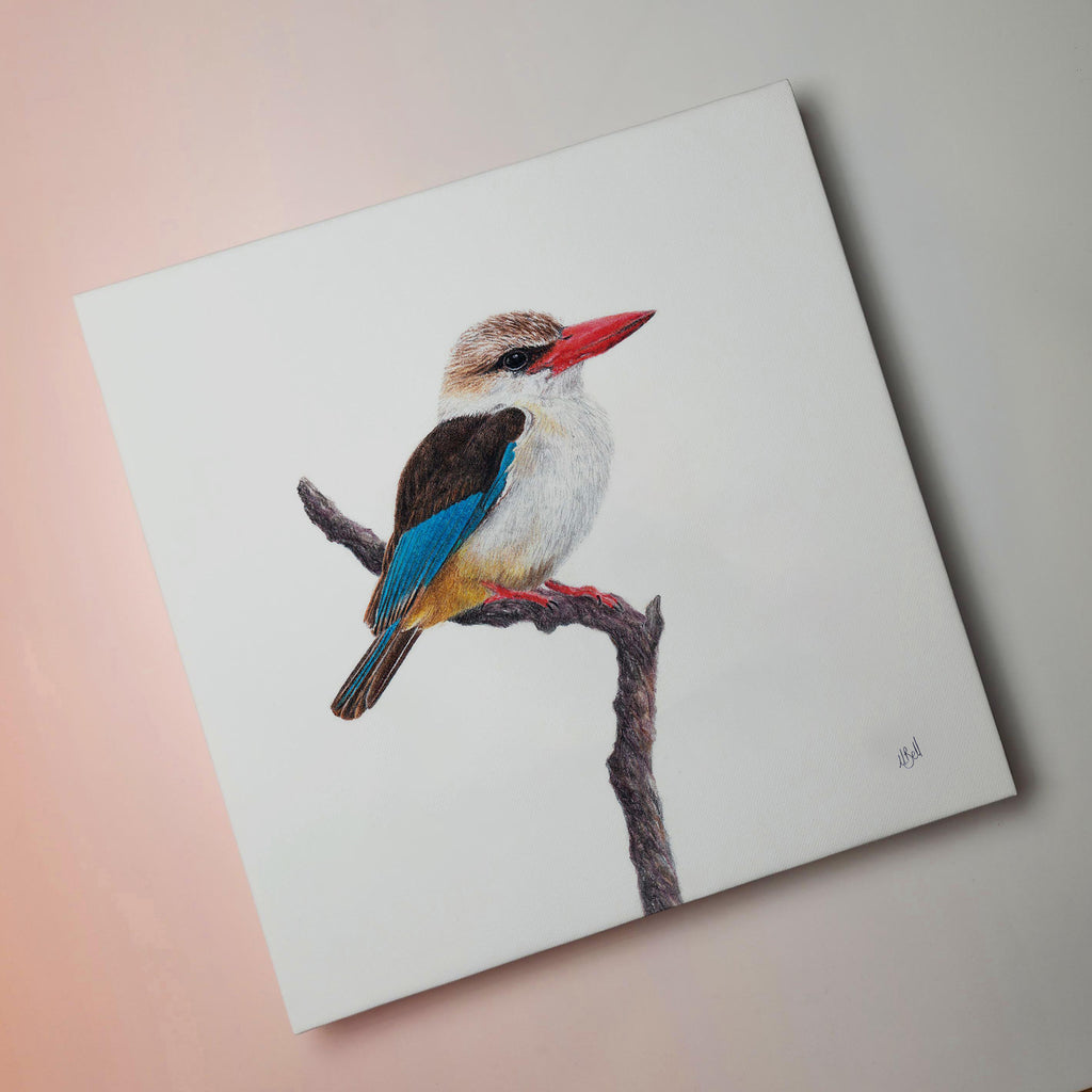 Stretched canvas South African bird artwork of a pair of a Brown Hooded Kingfisher