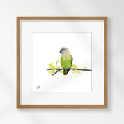 Brown Headed Parrot - BHP