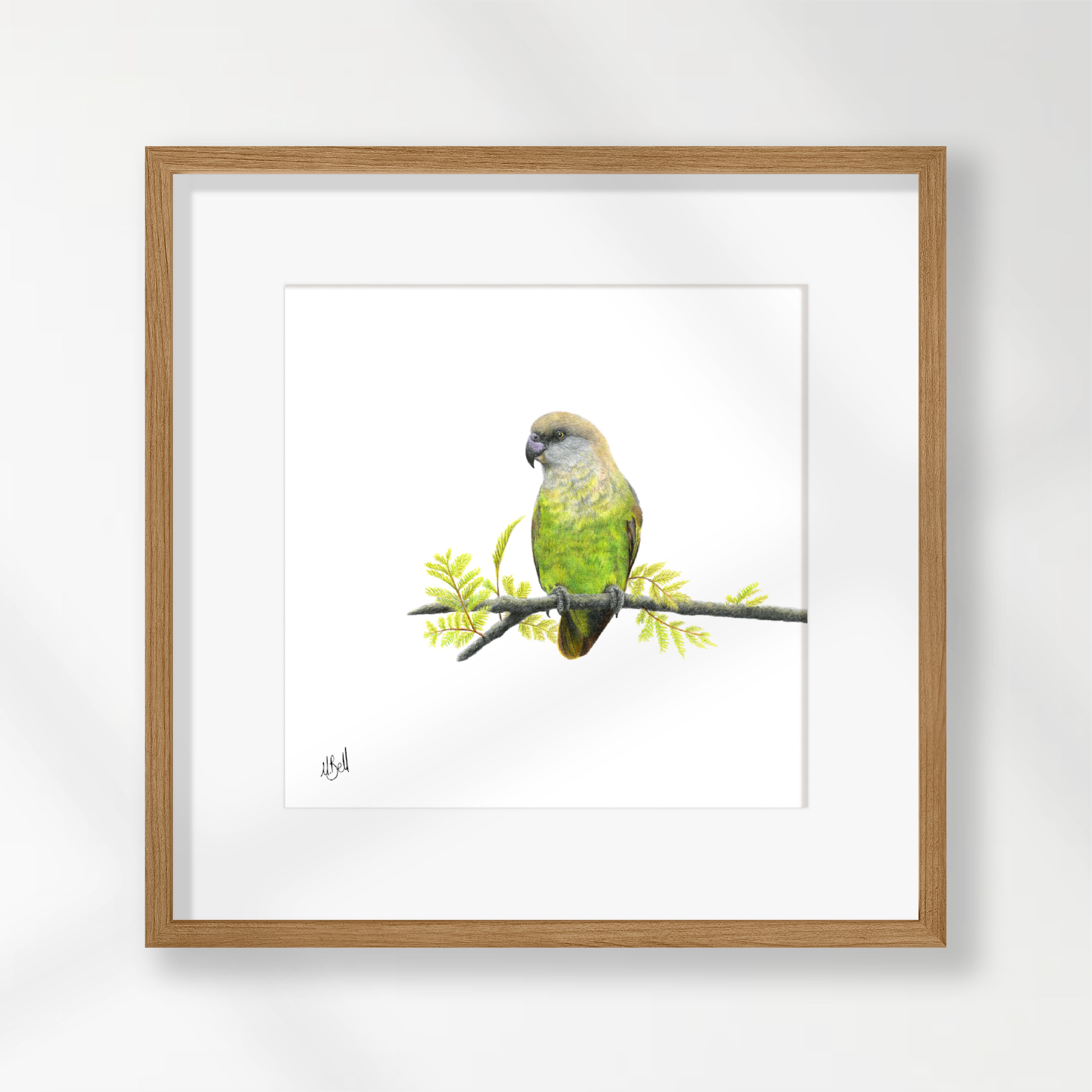 Brown Headed Parrot - BHP
