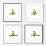 Brown Headed Parrot - BHP