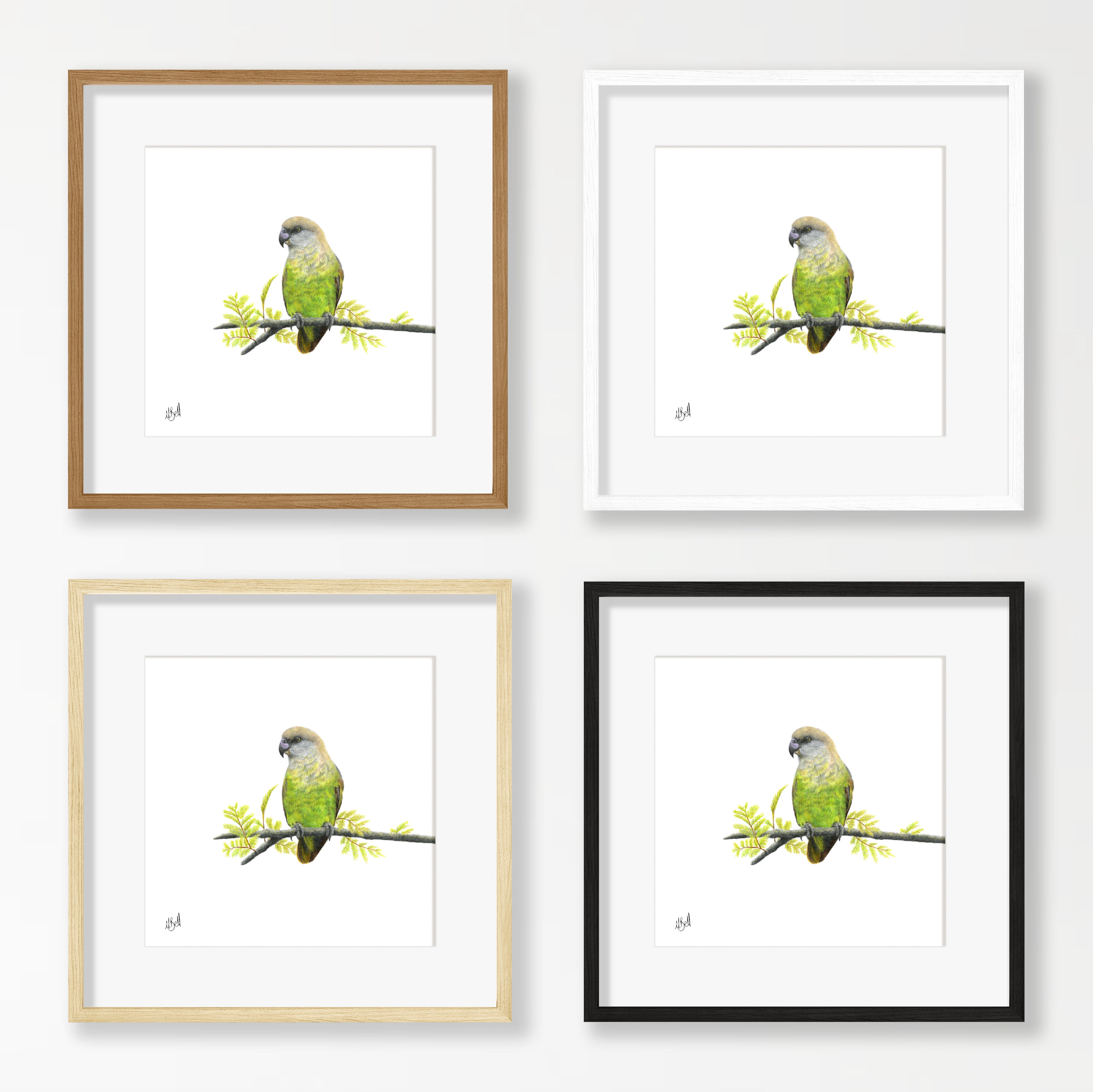 Brown Headed Parrot - BHP