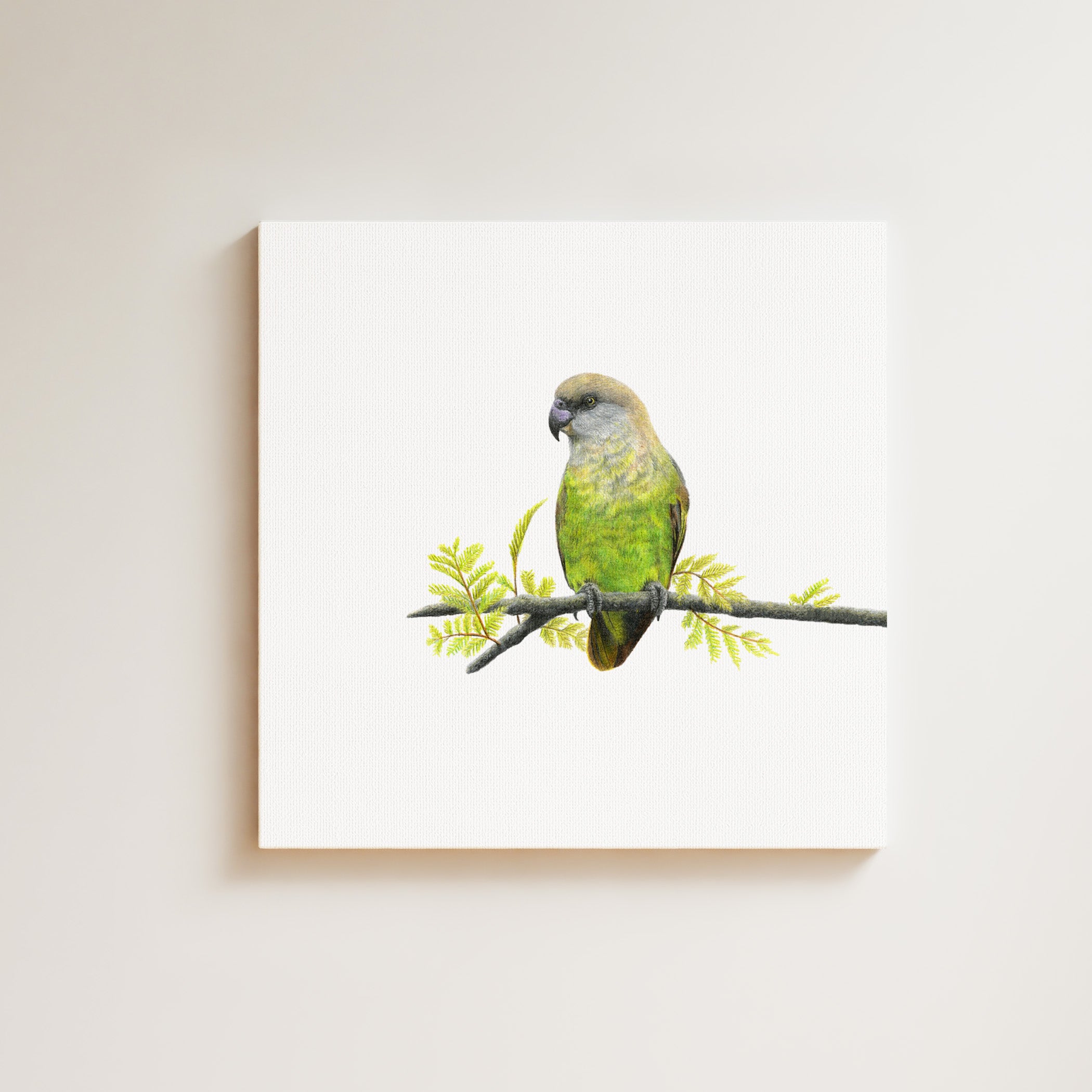 Brown Headed Parrot drawing on canvas by South African wildlife artist Matthew Bell