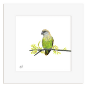 Brown Headed Parrot - BHP